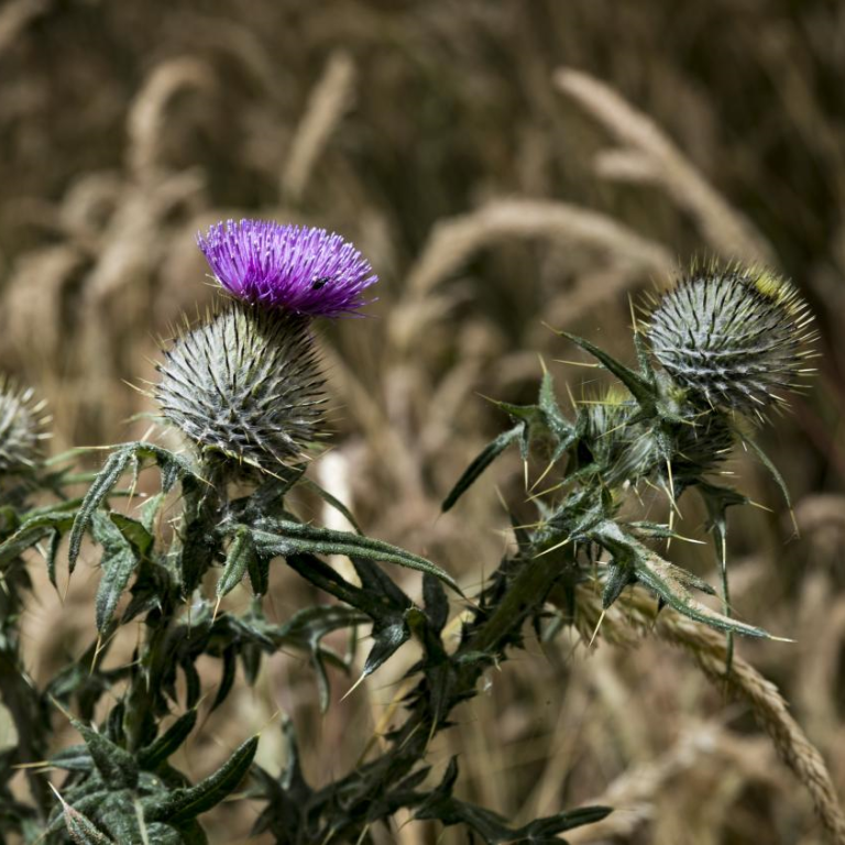 Native spear thistle Cirsium vulgare, which has established in the EWIC biodiversity park since herbicide use ceased